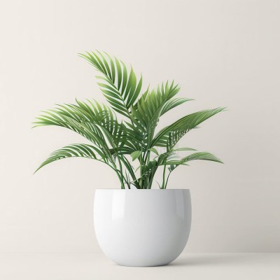 Пальма величественная - купить в Учуган-Асаново