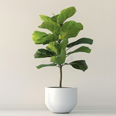 Монстера крупнолистная XXL - купить в Учуган-Асаново