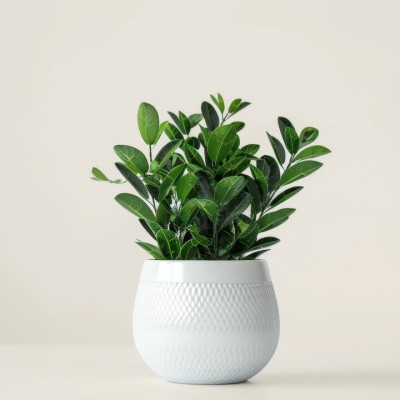 ZZ-растение - купить в Учуган-Асаново